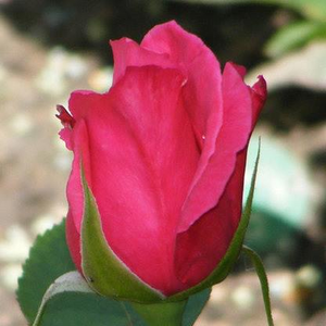 Poзa Силвер Джубили - розовая - Чайно-гибридные розы